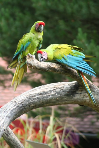 Great Green Macaw