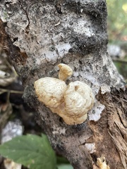 Hemipholiota