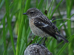 African Stonechat photo 6