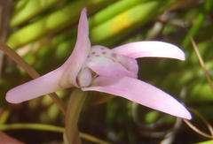 Disa inflexa