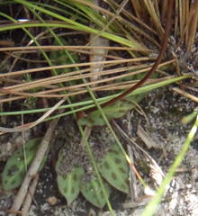 Disa inflexa