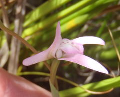 Disa inflexa