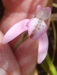 Disa inflexa