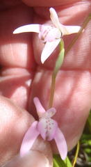 Disa inflexa
