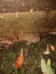 Bufotes viridis balearicus