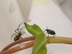 Ceutorhynchus obstrictus