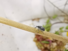 Ceutorhynchus obstrictus