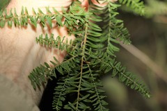 Ozothamnus rufescens