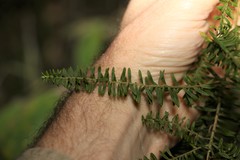 Ozothamnus rufescens