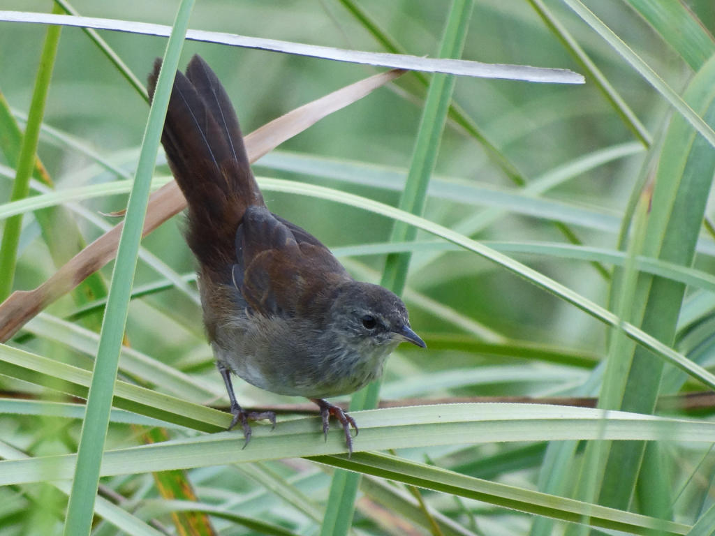 Knysna Warbler