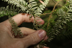 Ozothamnus rufescens