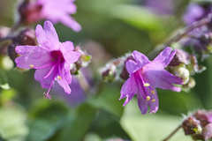 Mirabilis violacea