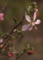 Anisodontea fruticosa