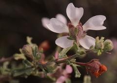 Anisodontea fruticosa
