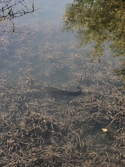 Channa argus