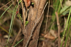 Ozothamnus rufescens
