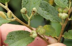 Grewia bicolor bicolor