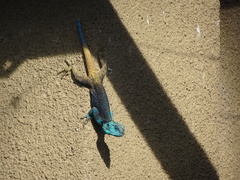 Acanthocercus ugandaensis