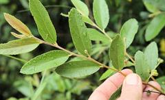 Grewia bicolor bicolor