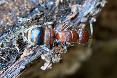 Myrmosa unicolor