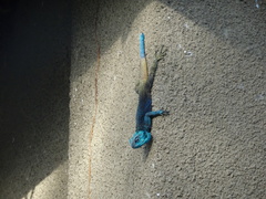 Acanthocercus ugandaensis