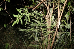 Ozothamnus rufescens