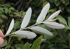 Grewia bicolor bicolor