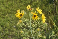 Helianthus salicifolius