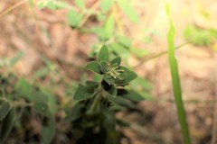 Pimelea altior