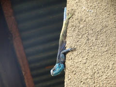 Acanthocercus ugandaensis