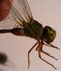 Gynacantha usambarica