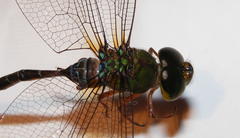 Gynacantha usambarica