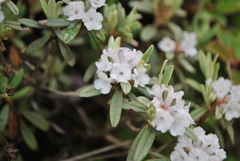 Rhododendron trichostomum