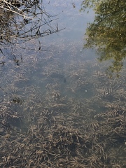Channa argus