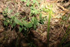 Pimelea altior