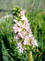 Echiostachys spicatus