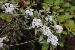 Rhododendron trichostomum