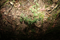Pimelea altior