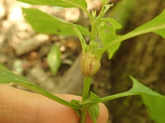 Asphondylia eupatorii