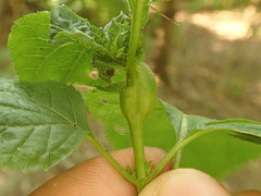 Asphondylia eupatorii