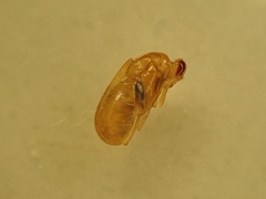Asphondylia eupatorii