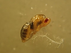 Asphondylia eupatorii