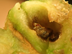 Asphondylia eupatorii