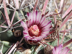 Ferocactus recurvus