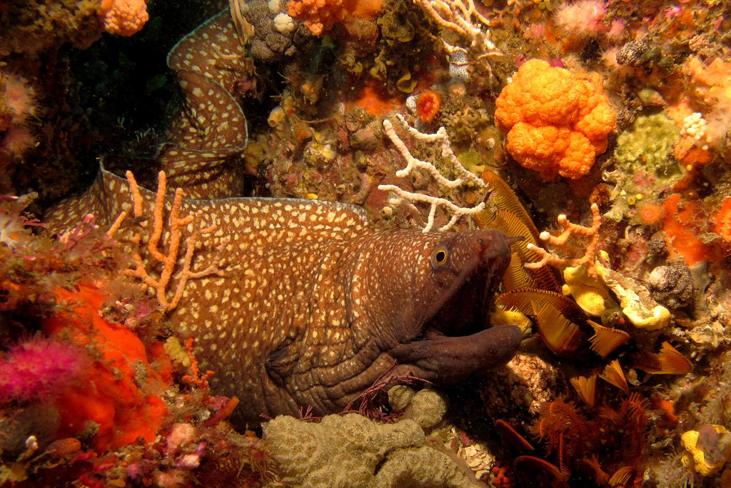 Whitespotted Moray