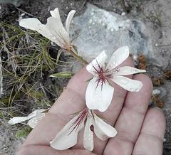 Pelargonium carneum