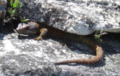 Pseudocordylus microlepidotus microlepidotus