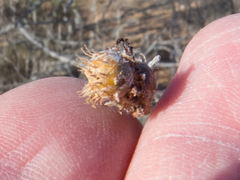 Tanaostigmodes howardii