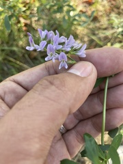 Medicago sativa