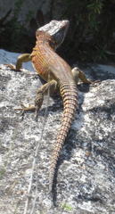 Pseudocordylus microlepidotus microlepidotus